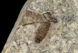 Double Fossil March Fly (Plecia) - Green River Formation #47163-2